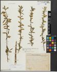 Foto von Salix alba L.